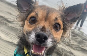 Book Private Behavior Lesson - Initial Assessment and Plan