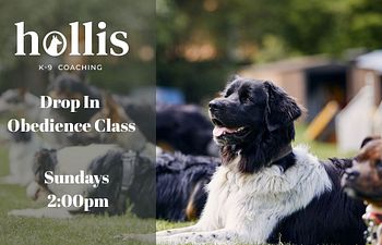 Book Hollis K-9 Club: Obedience/Manners Group Class
