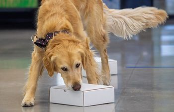 Book Scent | Level 1 | Intro