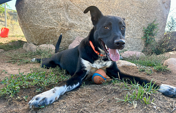 Book Post-Adoption 1x1 Session