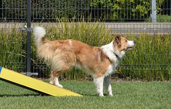 Book AT21 Agility Foundation Skills 2 - Waitlist Only