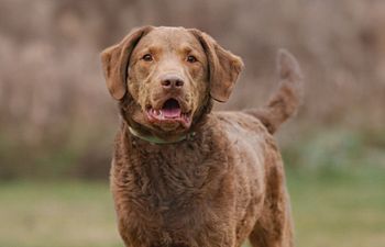 Book Behaviour Modification Series