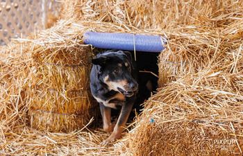 Book CelebRatties Barn Hunt Tunnel Workshop