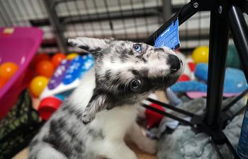 Book Puppy Training Package (Session 2)