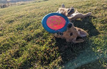 Book Sport Puppy | Level 2
