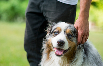 Book AKC: Canine Good Citizen Test