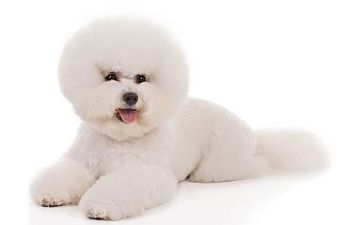 Book GROOMING: Doods n' Poods (Curly Coats) - 1 - *SMALL DOG* (Up_to_14lbs) - $95+ (SHAVE INCLUDED)