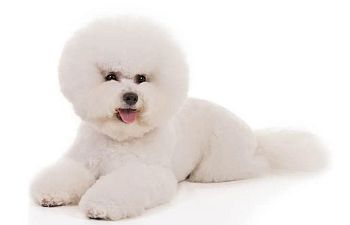 Book GROOMING: Doods n' Poods (Curly Coats) - 1 - *SMALL DOG* (Up_to_14lbs) - $95+ (FULL HAIRCUT INCLUDED)