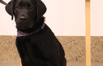 Book Puppy Class - 5 Week