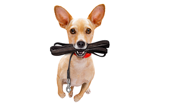 Book Neighborhood Walkies