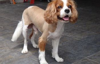 Book GROOMING: Shave & A Haircut (Medium to Long Coats) - 2 - *MEDIUM DOG* (15_to_34lbs) - $70+ (FULL HAIRCUT INCLUDED)