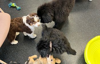 Book Puppy Prep Day School Series