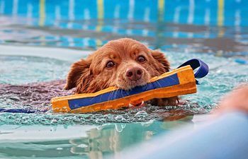 Book 1h – Self-Service Pool Session (3–4 Dogs)