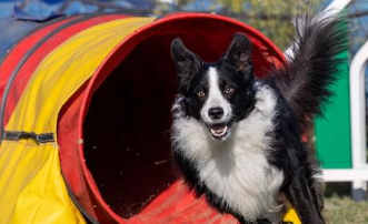 Book  Agility: Competition: Open (5 weeks)