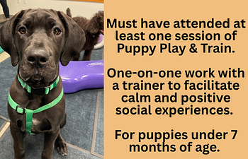 Book Puppy Socialization Practice- 30 minutes