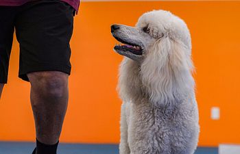 Book Obedience Run Throughs