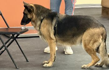 Book Advanced Scent Work