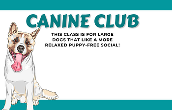 Book [01] Devon Socials - Canine Club