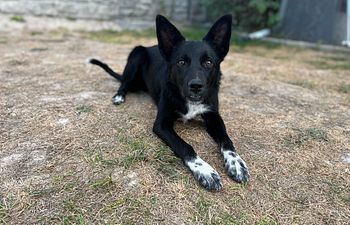 Book Seminar Auditing 