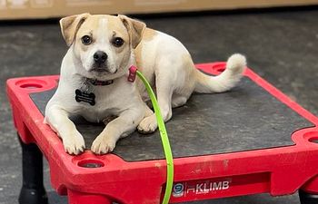 Book 1. Private: Puppy Training Kickoff @ McWreath HQ (10 wks - 6 months)