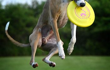 Book Disc Sports - Competitive Level