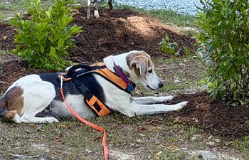 Book Souly Dog Foundations 
