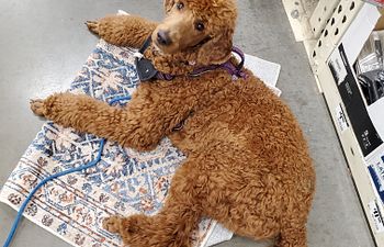 Book Canine Good Citizen 