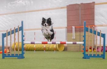 Book Agility: Level 2 - Group Class - 6 x one hour sessions over 6 weeks