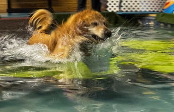 Book Recreational Swim 30min - 2 Dogs