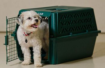 Book CT401 Crate Training Workshop - Working