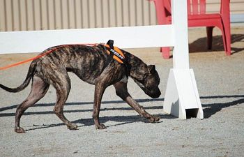 Book NT401 Nose Work Odor Recognition Test Prep Workshop