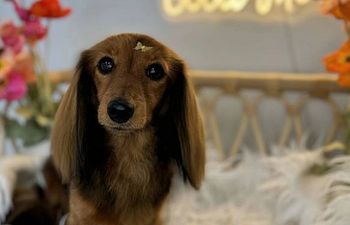 Book Shampooch | Short Coat 1. SMALL