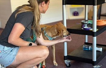 Book K9 Nose Work® NW3 Trial Prep