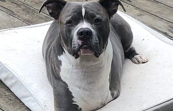 Book In-Home Private Behavior Lesson - Follow-up lesson