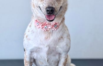 Book Full Groom + De-Shed Medium Dogs 26—40 lbs