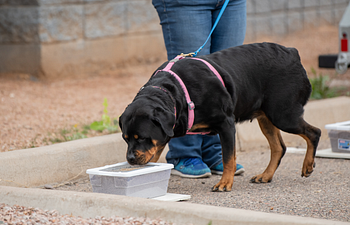 Book Sport Scent Detection (Beginner) with Karen Apfel