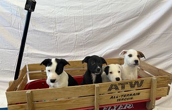 Book Ready, Crate, Go!