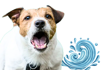 Book Souly Pathway - Private Session - Souly Tides - Dogs with Big Feelings & Behaviors