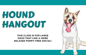 Book [01] Devon Socials - Hound Hangout