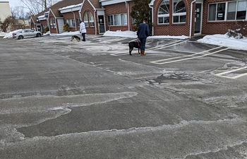 Book Pawsitive Strides: Loose Leash Walking