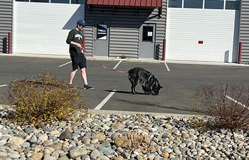 Book Scent Work Fundamentals 2 Class