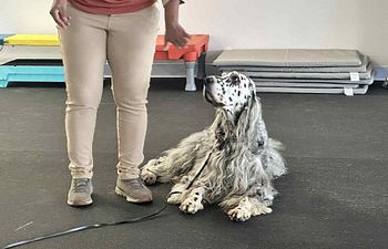 Book Ready for Rally - Obedience with a  Twist 