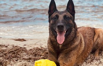 Book Private Fitness/Swimming Lesson (In Home)