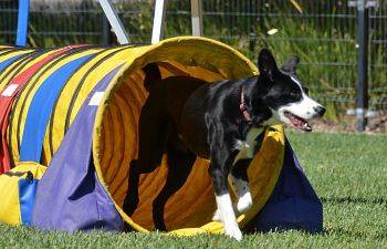 Book AT23 Agility Beginning 2 - Waitlist Only