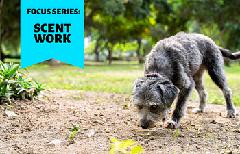 Book FOCUS SERIES: Scentwork