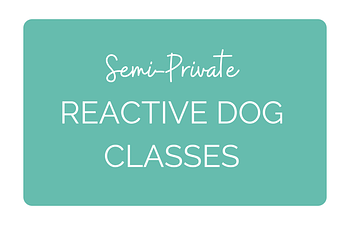 Book Reactive Dog Semi-Private Classes