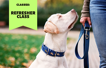 Book Canine Life Skills Group Class - Refresher