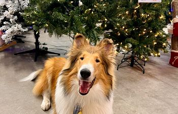 Book Calm & Collected -Pup Up Workshop