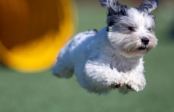 Book Agility: Verbals : All Levels (5 week)