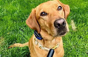 Book E-Collar Foundations. Semi Private class